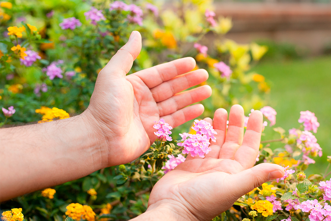 flores